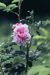 オーガニック ローズウォーター Rose water