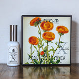 Ambiente(アンビエンテ) / Acqua di Colonia BASIC 水性香水 #10Calendula(カレンデュラフラワー